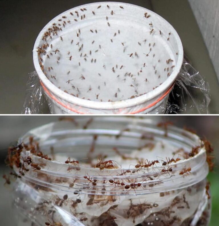 3_s_upowe_s_upki_s__bardzo_skuteczne_w_pozbywaniu_si__kszta_tu_domu_i_balkonu