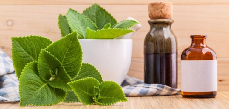 Dziurawiec_Zwyczajny__Naturalny_Lek_i_Uniwersalna_Przyprawa