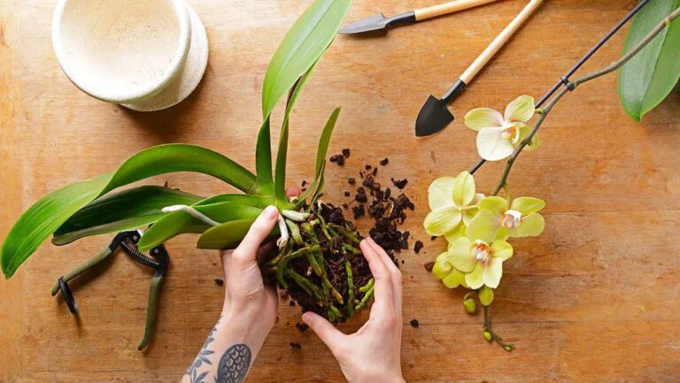 Jak_O_ywi__Orchide___5_Sposob_w_na_Przywr_cenie_Ro_liny_do__ycia-1