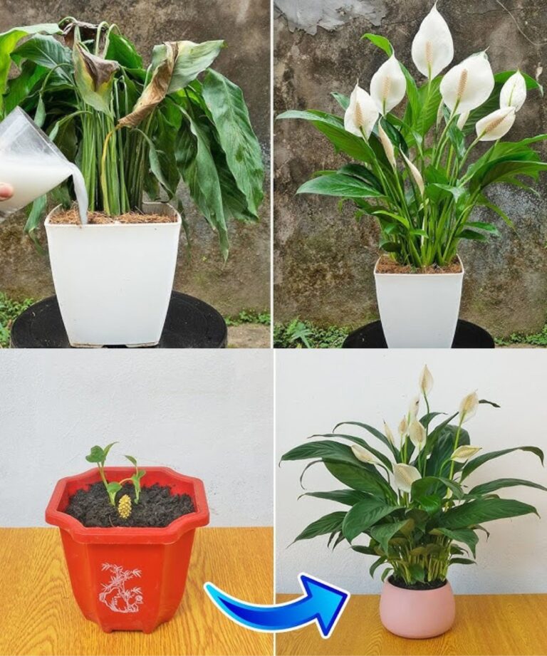 Magiczny_ry___sekret_eksplozji_kwiat_w_Lopatkovec__Spathiphyllum_