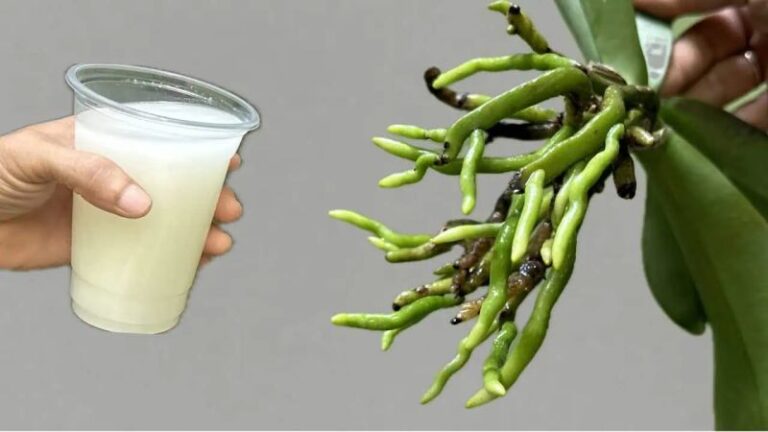 Ta_magiczna_woda_natychmiast_o_ywia_storczyki___Sekret_w_zasi_gu_r_ki_-1