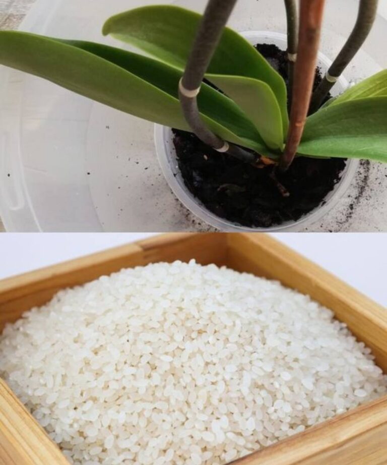 szklanka_miesi_cznie_i_nawet_suchy_kikut_b_dzie_pokryty_kwiatami__moja_orchidea_kwitnie_przez_ca_y_rok_