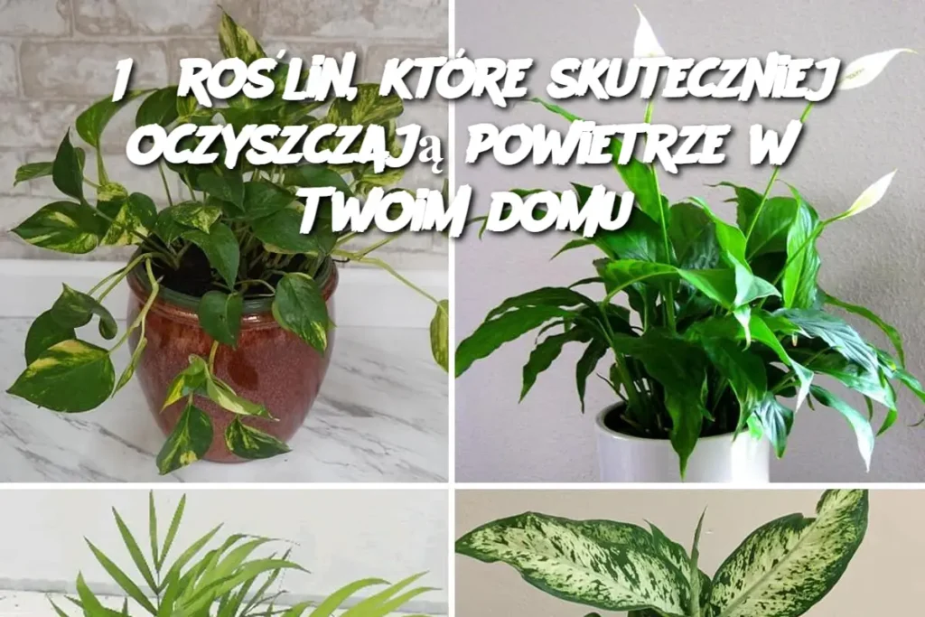 15_ro_lin__kt_re_skuteczniej_oczyszczaj__powietrze_w_Twoim_domu 15_ro_lin__kt_re_skuteczniej_oczyszczaj__powietrze_w_Twoim_domu