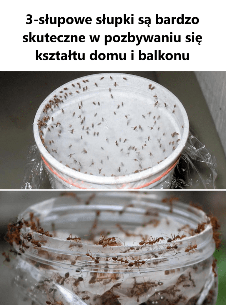 3_s_upowe_s_upki_s__bardzo_skuteczne_w_pozbywaniu_si__kszta_tu_domu_i_balkonu