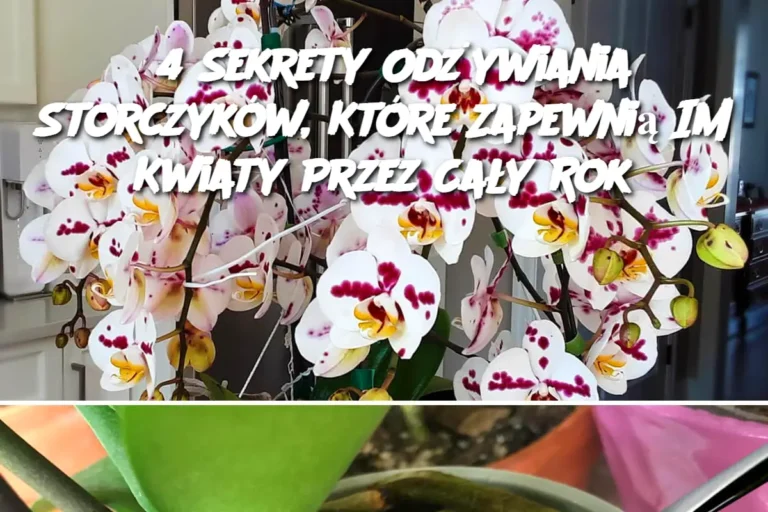 4_Sekrety_Od_ywiania_Storczyk_w__Kt_re_Zapewni__Im_Kwiaty_Przez_Ca_y_Rok
