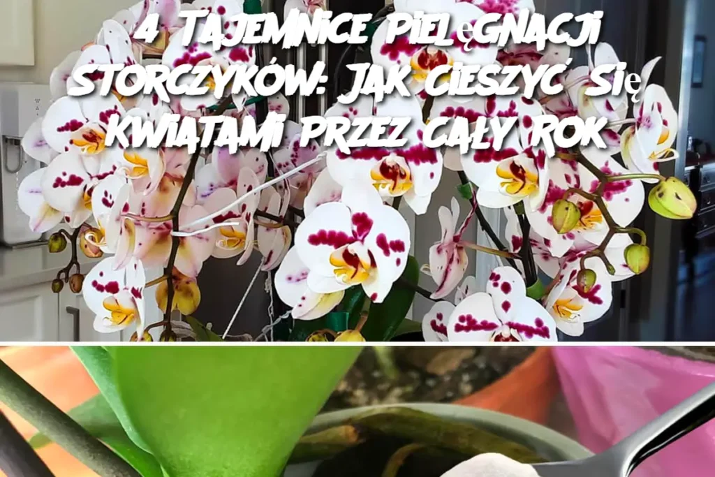4_Tajemnice_Piel_gnacji_Storczyk_w__Jak_Cieszy__Si__Kwiatami_Przez_Ca_y_Rok 4_Tajemnice_Piel_gnacji_Storczyk_w__Jak_Cieszy__Si__Kwiatami_Przez_Ca_y_Rok