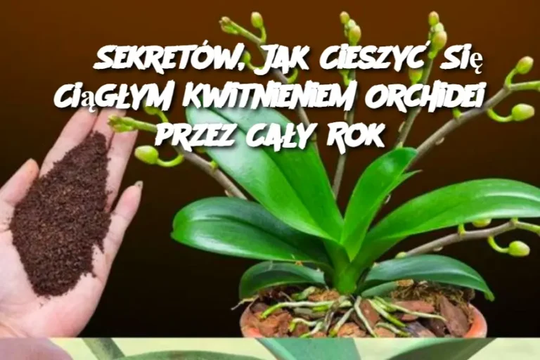 6_Sekret_w__Jak_Cieszy__Si__Ci_g_ym_Kwitnieniem_Orchidei_przez_Ca_y_Rok