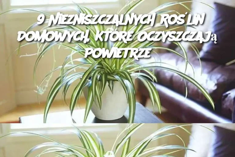 9_Niezniszczalnych_Ro_lin_Domowych__Kt_re_Oczyszczaj__Powietrze