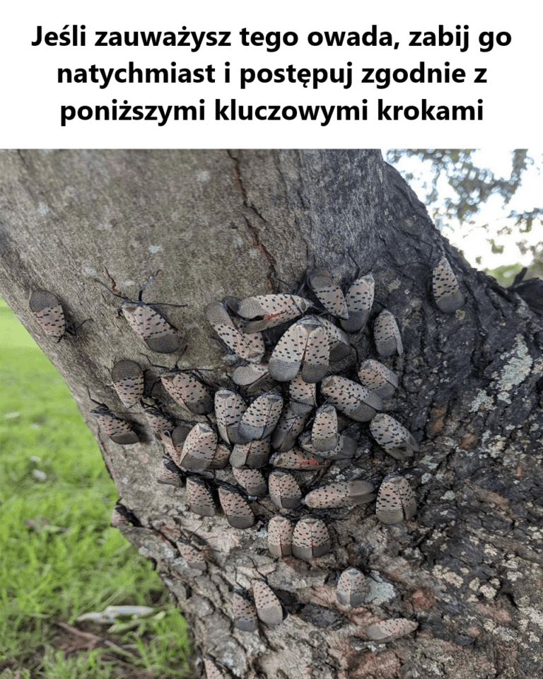 Alert_dotycz_cy_latawca_plamistego__dlaczego_nale_y_dzia_a__szybko__je_li_zauwa_ysz_tego_owada-1