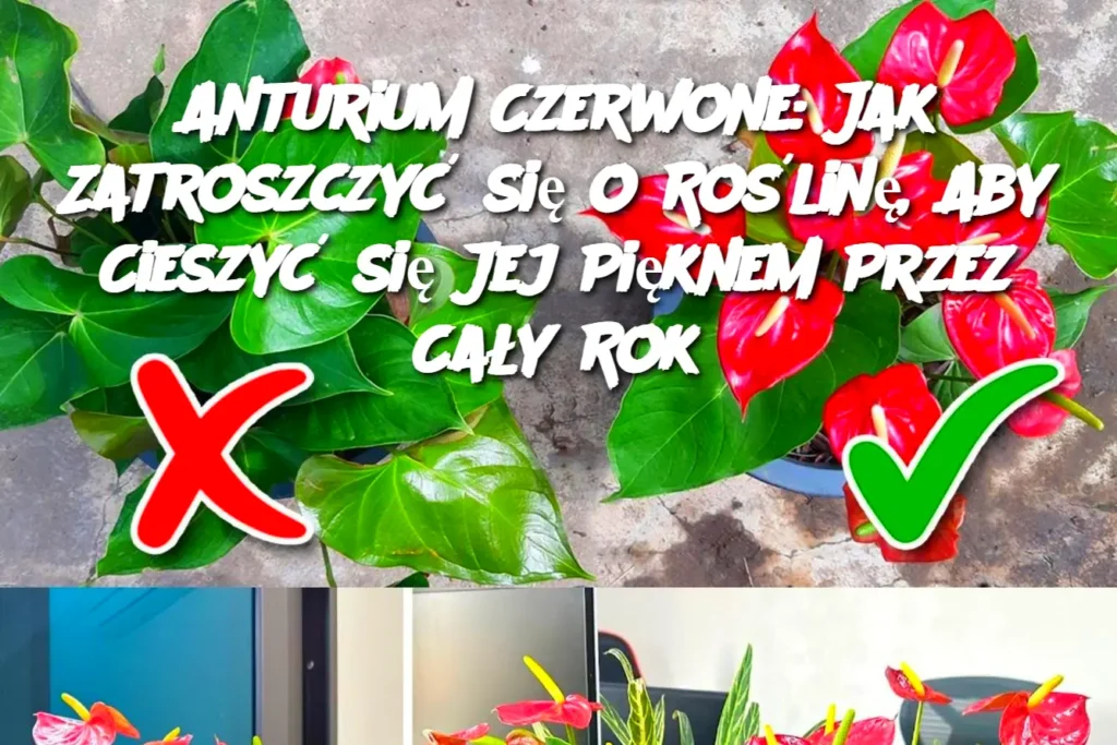 Anturium_Czerwone__Jak_Zatroszczy__si__o_Ro_lin___Aby_Cieszy__si__Jej_Pi_knem_Przez_Ca_y_Rok Anturium_Czerwone__Jak_Zatroszczy__si__o_Ro_lin___Aby_Cieszy__si__Jej_Pi_knem_Przez_Ca_y_Rok