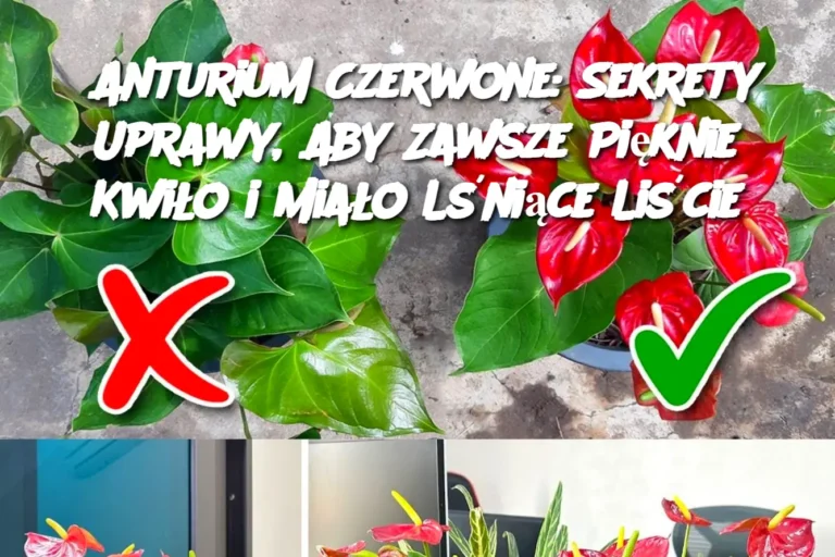 Anturium_Czerwone__Sekrety_Uprawy__Aby_Zawsze_Pi_knie_Kwi_o_i_Mia_o_L_ni_ce_Li_cie