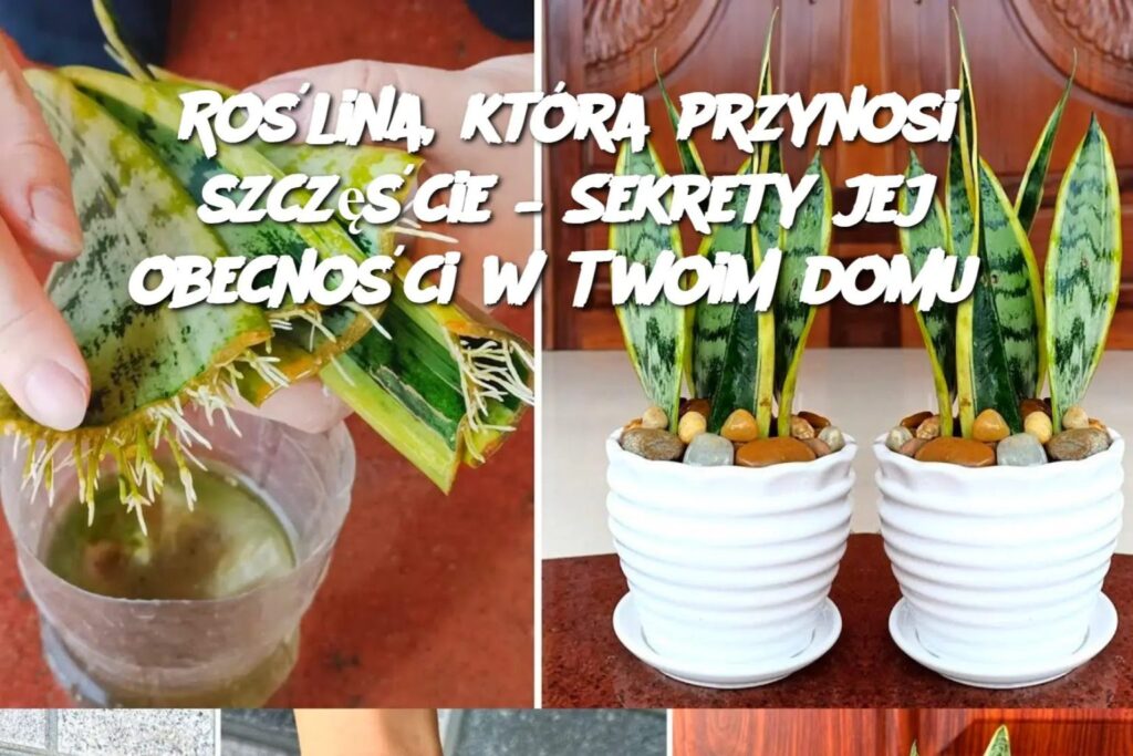 B_ogos_awieni__kt_rzy_maj__t__ro_lin__w_domu__s__bardzo_szcz__liwi__nawet_o_tym_nie_wiedz_c B_ogos_awieni__kt_rzy_maj__t__ro_lin__w_domu__s__bardzo_szcz__liwi__nawet_o_tym_nie_wiedz_c