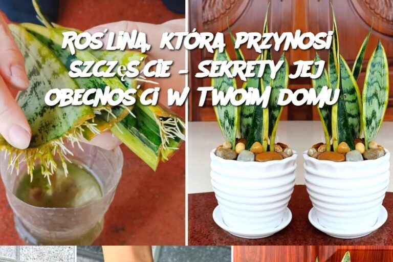 B_ogos_awieni__kt_rzy_maj__t__ro_lin__w_domu__s__bardzo_szcz__liwi__nawet_o_tym_nie_wiedz_c