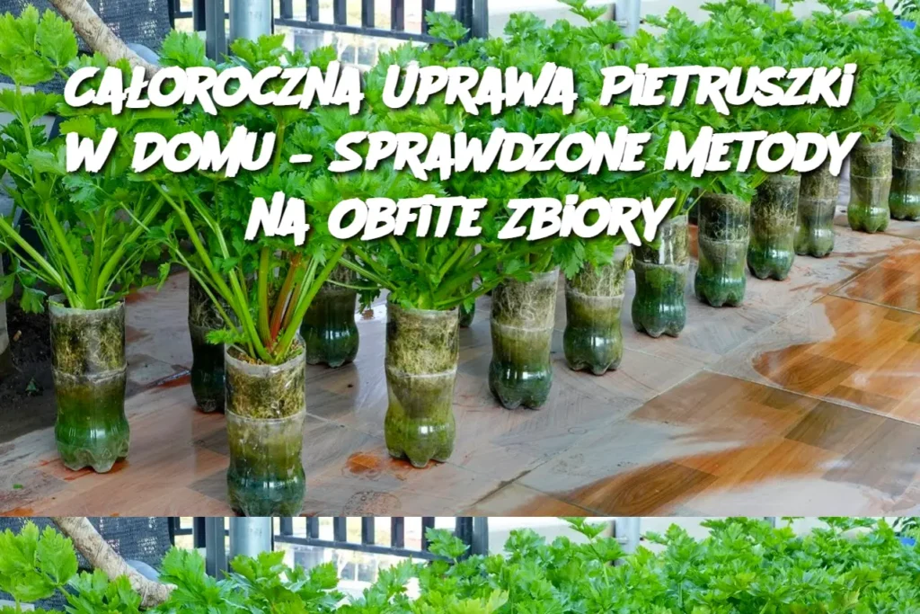 Ca_oroczna_Uprawa_Pietruszki_w_Domu___Sprawdzone_Metody_na_Obfite_Zbiory