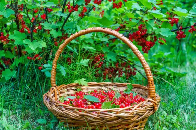 Chcesz_mie__wi_ksze_zbiory_porzeczek__Nakarm_krzaki_t__prost__mikstur__wzrostu_zrobion__ze_sk_rek_ziemniak_w