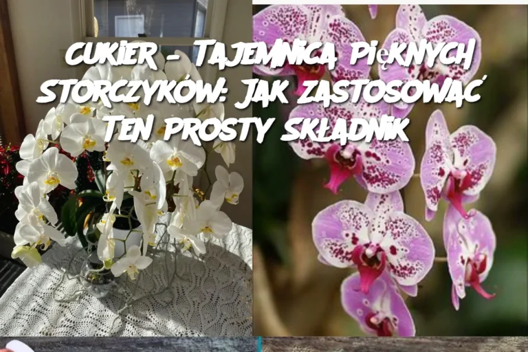 Cukier___Tajemnica_Pi_knych_Storczyk_w__Jak_Zastosowa__Ten_Prosty_Sk_adnik_