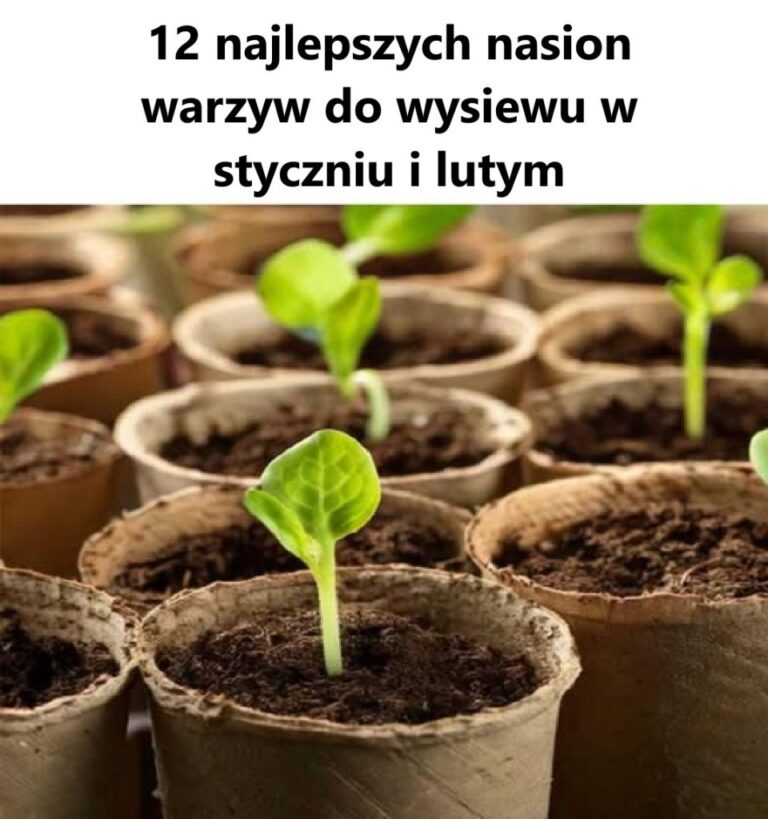 Czarne_k__ko_u_podstawy_toalety__mo_esz_si__go_pozby__tylko_wtedy__gdy_to_zrobisz__stanie_si__nowe-2