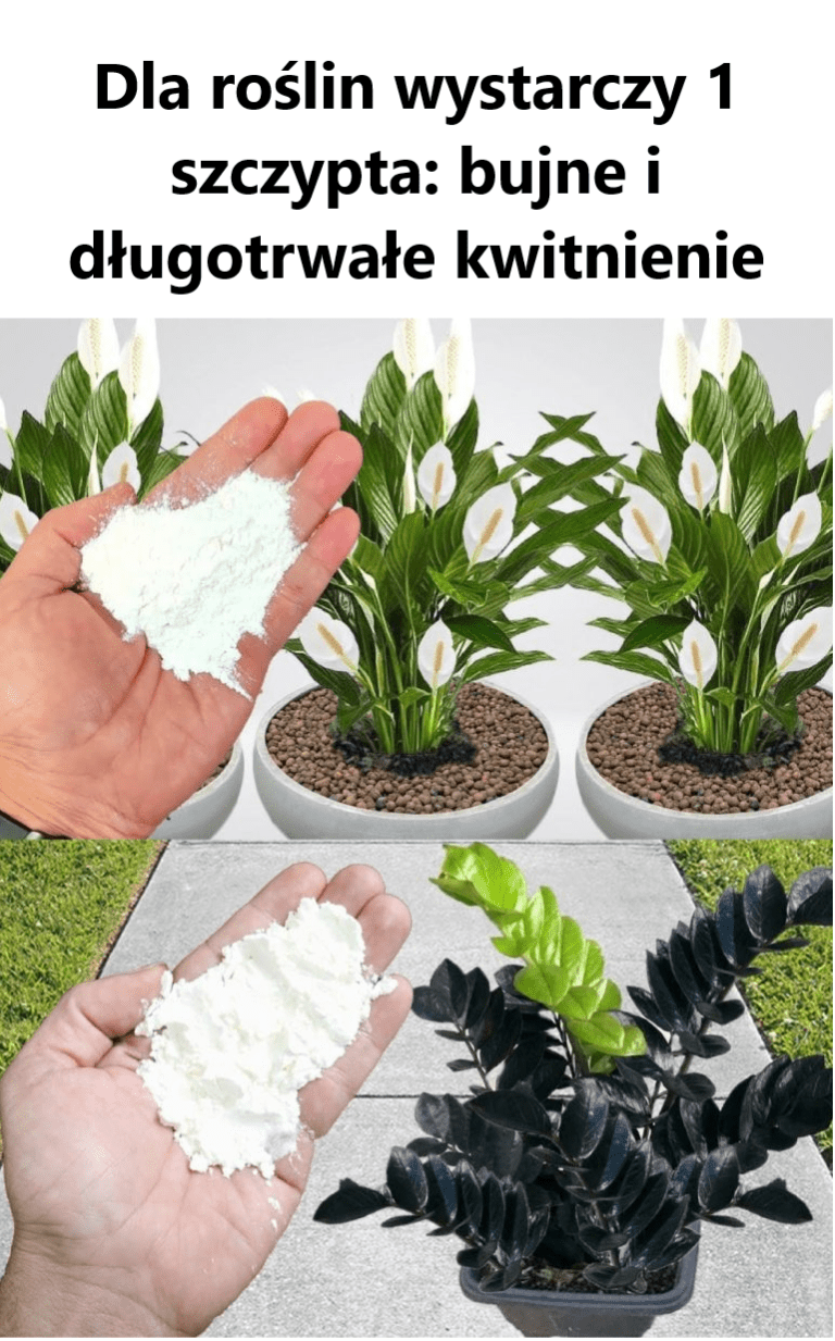 Dla_ro_lin_wystarczy_1_szczypta__bujne_i_d_ugotrwa_e_kwitnienie