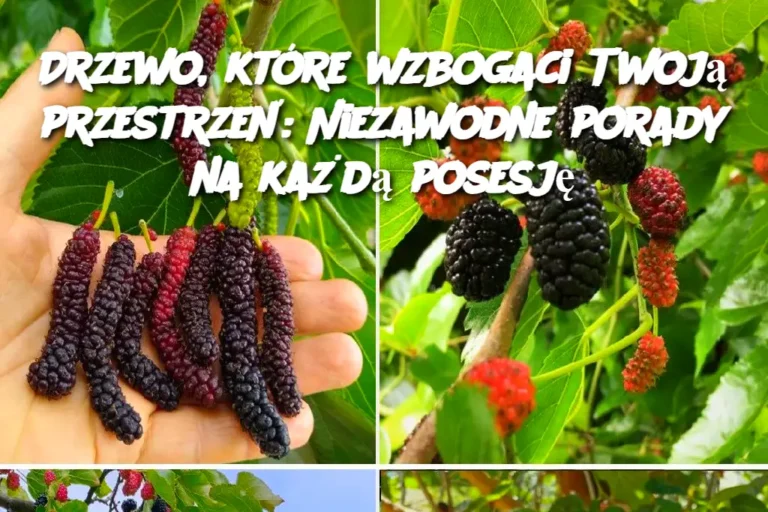 Drzewo__kt_re_wzbogaci_Twoj__przestrze___Niezawodne_porady_na_ka_d__posesj_