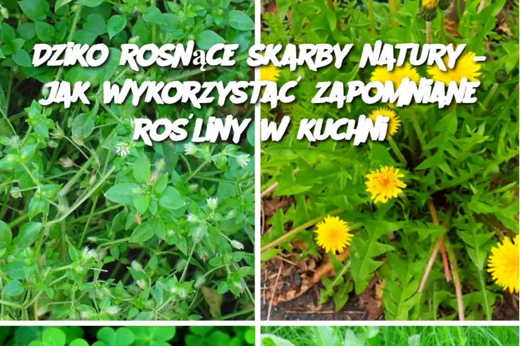 Dziko_rosn_ce_skarby_natury___jak_wykorzysta__zapomniane_ro_liny_w_kuchni-1 Dziko_rosn_ce_skarby_natury___jak_wykorzysta__zapomniane_ro_liny_w_kuchni-1