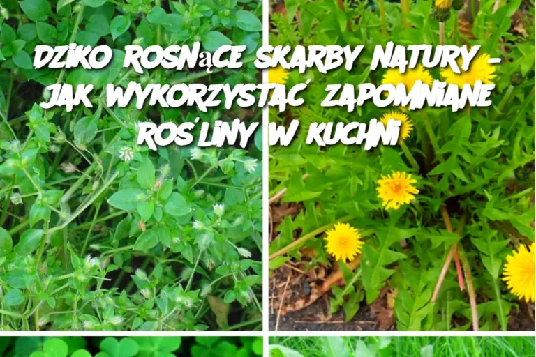 Dziko_rosn_ce_skarby_natury___jak_wykorzysta__zapomniane_ro_liny_w_kuchni-1
