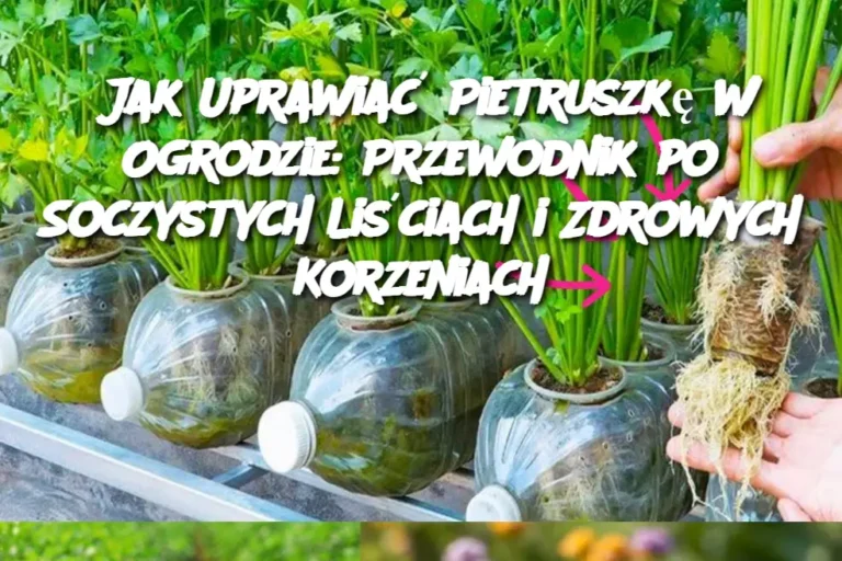Jak_Uprawia__Pietruszk__w_Ogrodzie__Przewodnik_po_Soczystych_Li_ciach_i_Zdrowych_Korzeniach