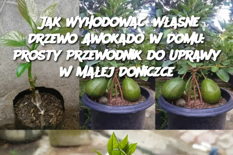 Jak_Wyhodowa__W_asne_Drzewo_Awokado_w_Domu__Prosty_Przewodnik_do_Uprawy_w_Ma_ej_Doniczce