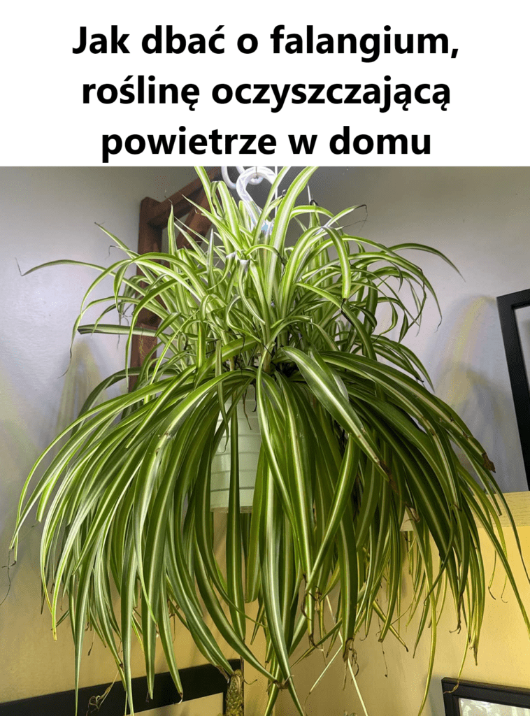 Jak_dba__o_falangium__ro_lin__oczyszczaj_c__powietrze_w_domu-1 Jak_dba__o_falangium__ro_lin__oczyszczaj_c__powietrze_w_domu-1
