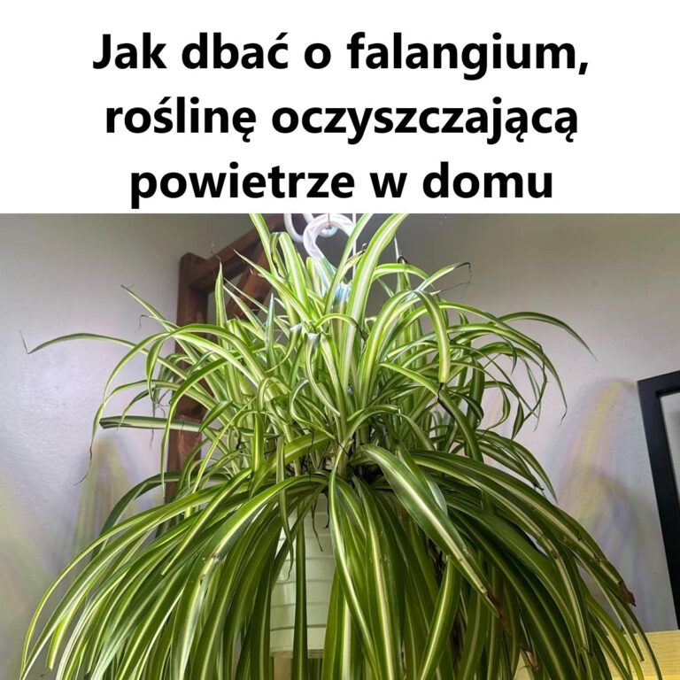 Jak_piel_gnowa__falangium___ro_lin__oczyszczaj_c__powietrze_w_Twoim_domu