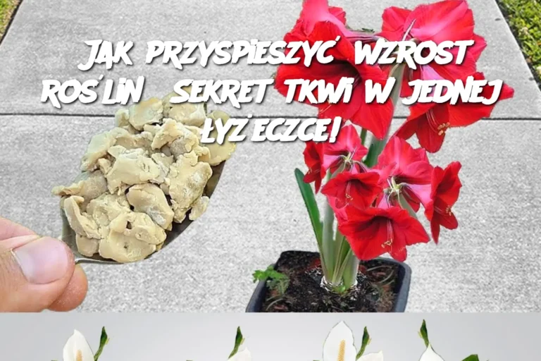 Jak_przyspieszy__wzrost_ro_lin__Sekret_tkwi_w_jednej__y_eczce_-1
