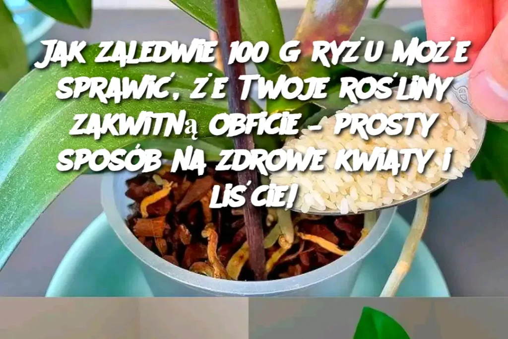 Jak_zaledwie_100_g_ry_u_mo_e_sprawi____e_Twoje_ro_liny_zakwitn__obficie___prosty_spos_b_na_zdrowe_kwiaty_i_li_cie_-1 Jak_zaledwie_100_g_ry_u_mo_e_sprawi____e_Twoje_ro_liny_zakwitn__obficie___prosty_spos_b_na_zdrowe_kwiaty_i_li_cie_-1