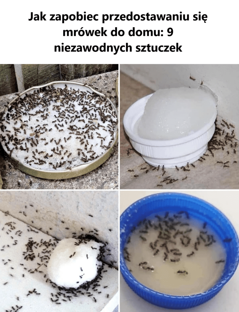 Jak_zapobiec_przedostawaniu_si__mr_wek_do_domu__9_niezawodnych_sztuczek