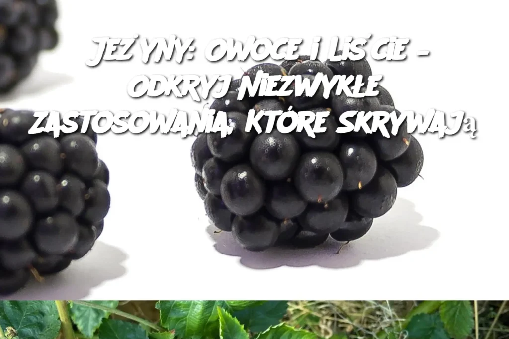 Je_yny__Owoce_i_Li_cie___Odkryj_Niezwyk_e_Zastosowania__Kt_re_Skrywaj_ Je_yny__Owoce_i_Li_cie___Odkryj_Niezwyk_e_Zastosowania__Kt_re_Skrywaj_