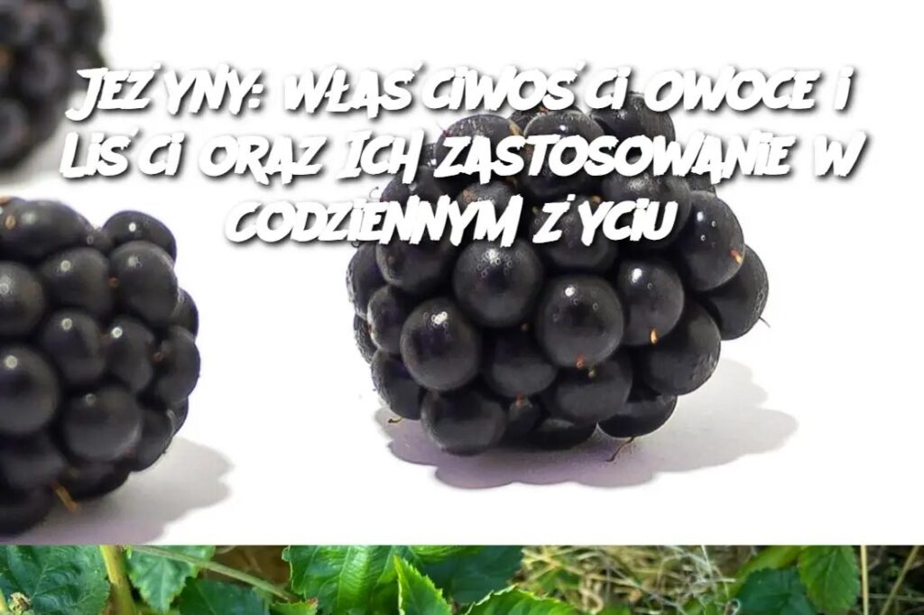Je_yny__W_a_ciwo_ci_Owoce_i_Li_ci_oraz_Ich_Zastosowanie_w_Codziennym__yciu-1 Je_yny__W_a_ciwo_ci_Owoce_i_Li_ci_oraz_Ich_Zastosowanie_w_Codziennym__yciu-1