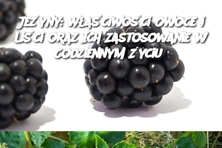 Je_yny__W_a_ciwo_ci_Owoce_i_Li_ci_oraz_Ich_Zastosowanie_w_Codziennym__yciu-1