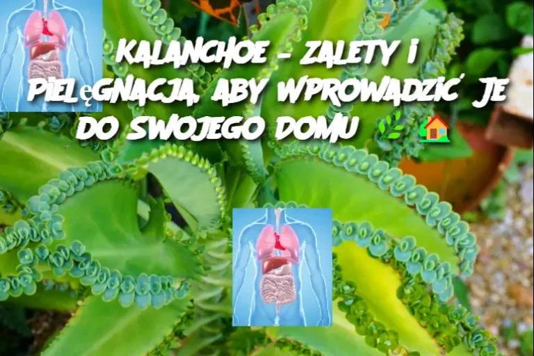 Kalanchoe___Zalety_i_Piel_gnacja__aby_Wprowadzi__Je_do_Swojego_Domu-1