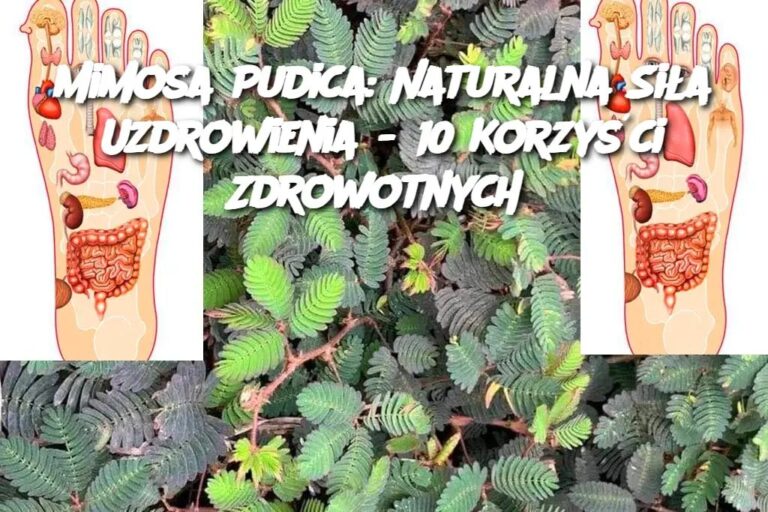 Mimosa_Pudica__Naturalna_Si_a_Uzdrowienia___10_Korzy_ci_Zdrowotnych