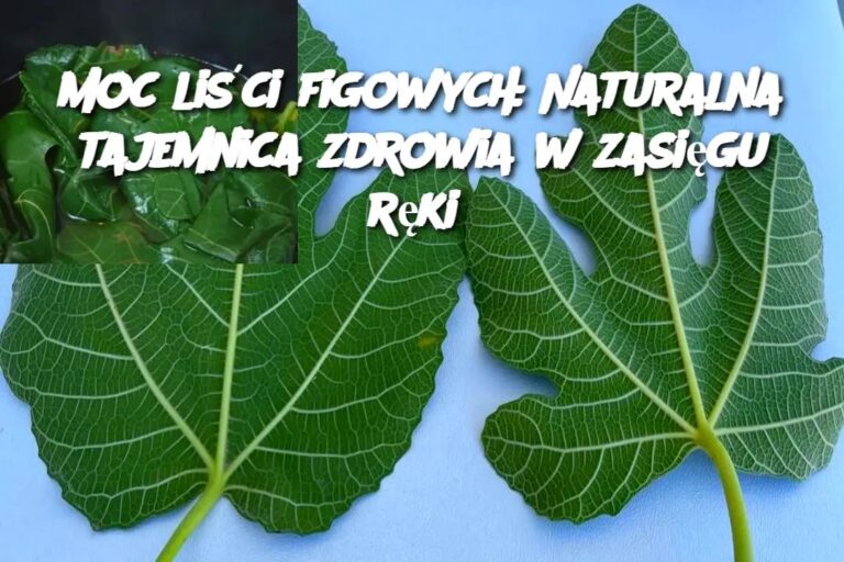 Moc_li_ci_figowych__Naturalna_tajemnica_zdrowia_w_zasi_gu_r_ki