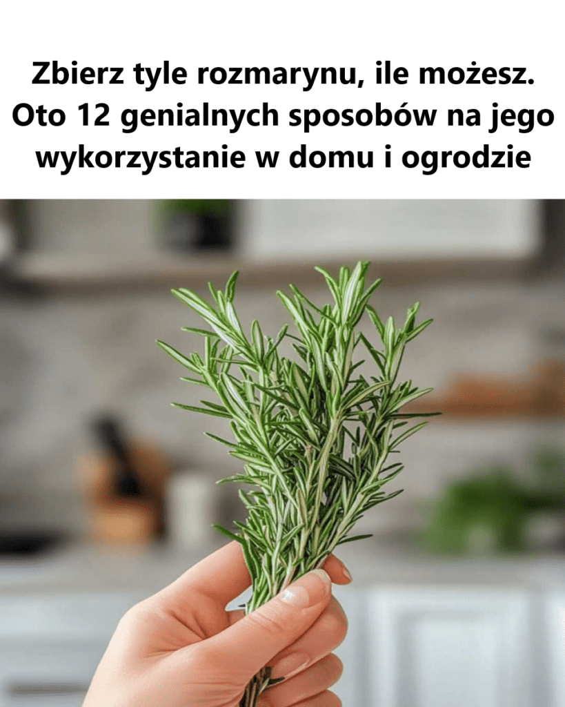 Musz__ju__i___i_zacz___zbiera__ Musz__ju__i___i_zacz___zbiera__