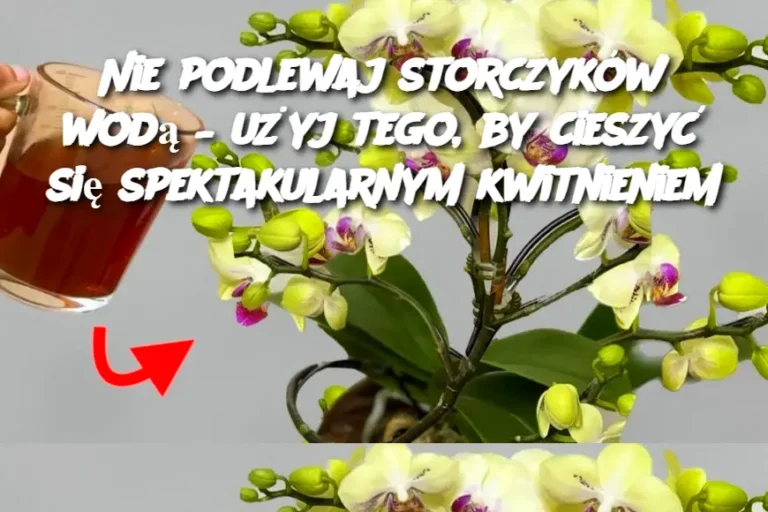 Nie_podlewaj_storczyk_w_wod____u_yj_tego__by_cieszy__si__spektakularnym_kwitnieniem
