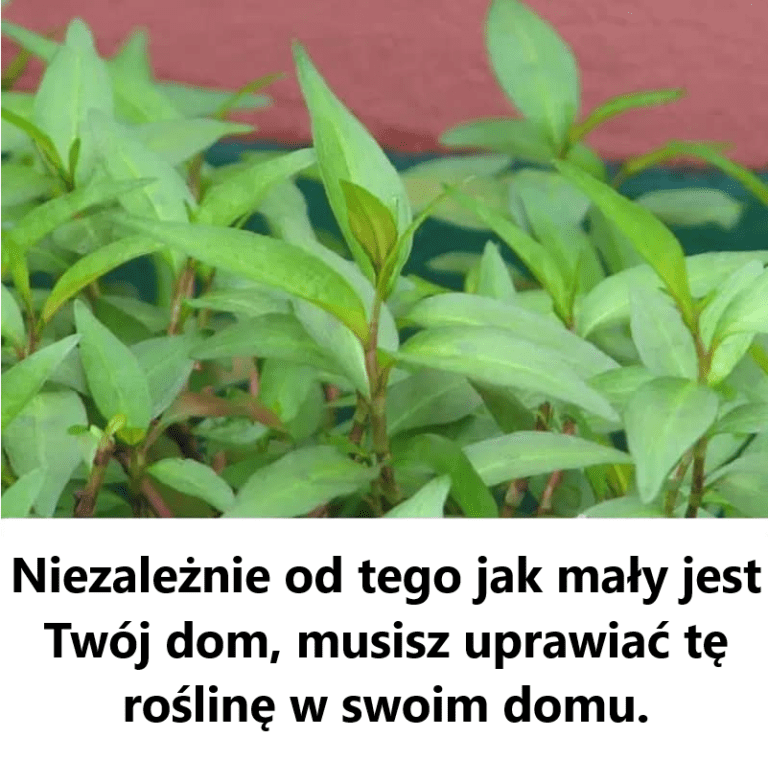 Niezale_nie_od_tego_jak_ma_y_jest_Tw_j_dom__musisz_uprawia__t__ro_lin__w_swoim_domu_