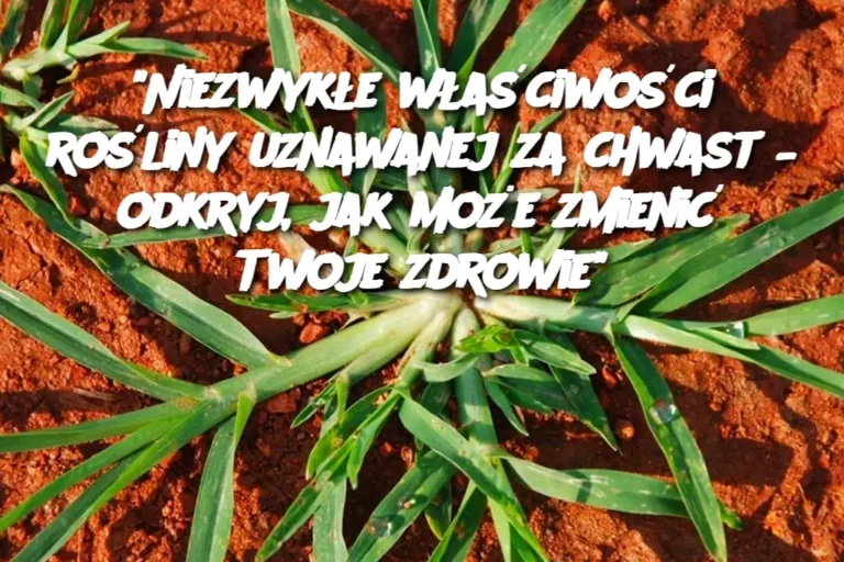 Niezwyk_e_w_a_ciwo_ci_ro_liny_uznawanej_za_chwast___odkryj__jak_mo_e_zmieni__Twoje_zdrowie_