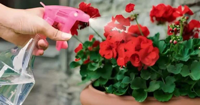 Oto_jak_mie__pelargonie_pe_ne_kwiat_w__musisz_je_tak_podlewa____eby_zawsze_kwit_y