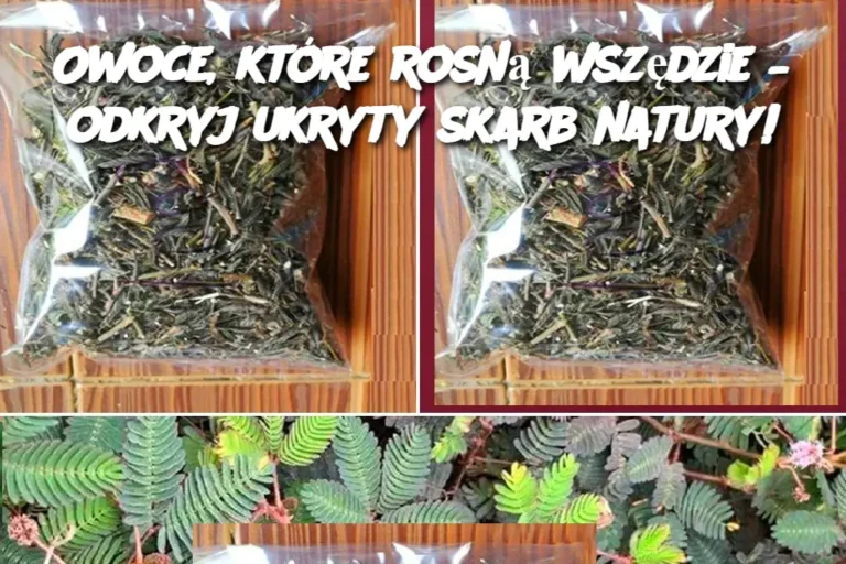 Owoce__kt_re_rosn__wsz_dzie___odkryj_ukryty_skarb_natury_