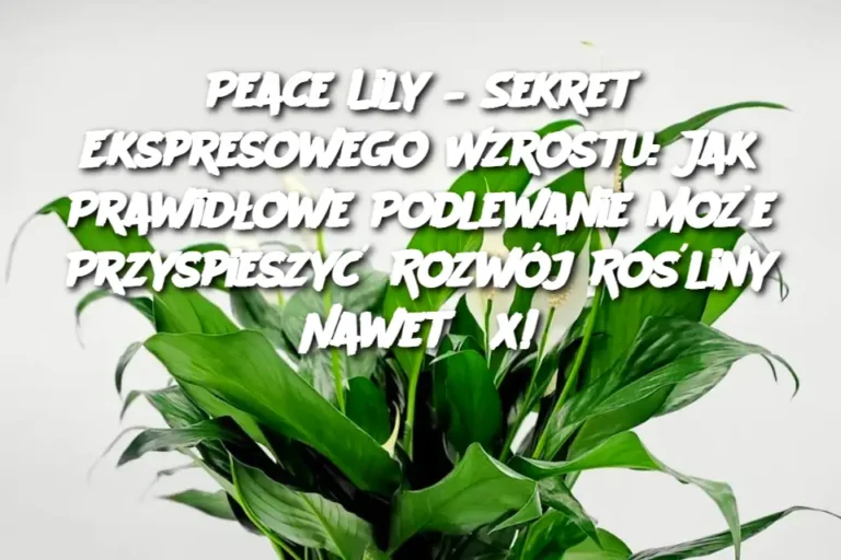 Peace_Lily___Sekret_Ekspresowego_Wzrostu__Jak_Prawid_owe_Podlewanie_Mo_e_Przyspieszy__Rozw_j_Ro_liny_Nawet_5x_