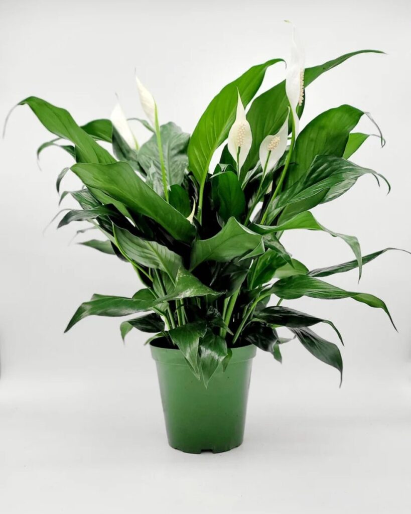Peace_Lily__tylko_je_li_j__podlejesz__b_dzie_ros_a_5x_szybciej