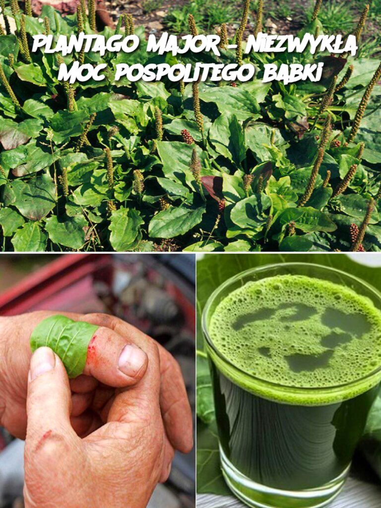 Plantago_major___niezwyk_a_moc_pospolitego_babki