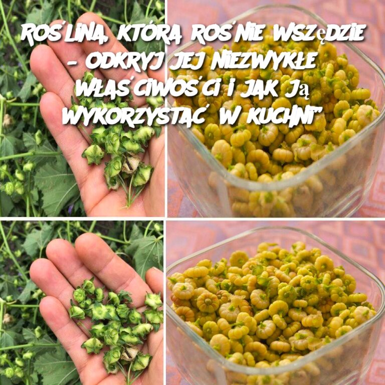 Pokrzywa_zwyczajna__niechciany_go____a_mo_e_kulinarny_skarb_