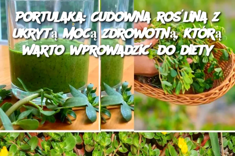 Portulaka__Cudowna_ro_lina_z_ukryt__moc__zdrowotn___kt_r__warto_wprowadzi__do_diety