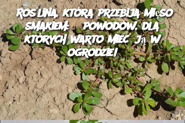 Ro_lina__kt_ra_przebija_mi_so_smakiem__8_powod_w__dla_kt_rych_warto_mie__j__w_ogrodzie_